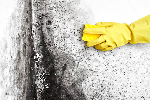 Best Certified Mold Removal  in St Regis Park, KY