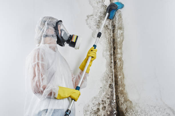 Professional Mold Removal in St Regis Park, KY