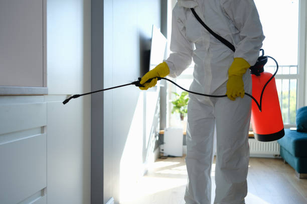 Best Mold Remediation  in St Regis Park, KY