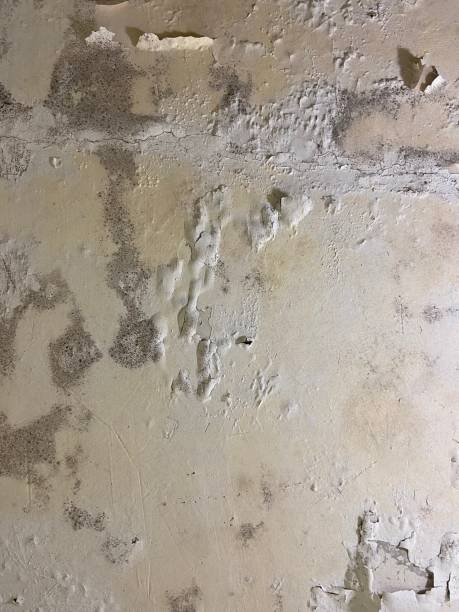 Best Toxic Mold Removal  in St Regis Park, KY