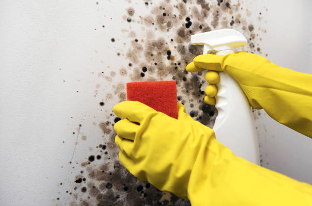 Best Fast Mold Removal  in St Regis Park, KY