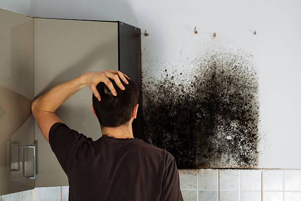 Best Best Mold Removal Companies  in St Regis Park, KY