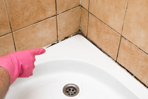 Best Attic Mold Removal  in St Regis Park, KY